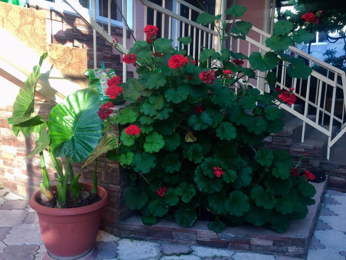 Guest House Lykhny Gagra Dış mekan fotoğraf